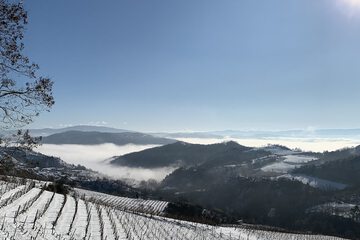 Vineyard