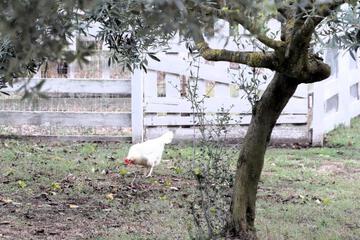 Photo 51