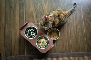 Pet-friendly amenities