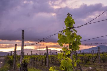 Vineyard