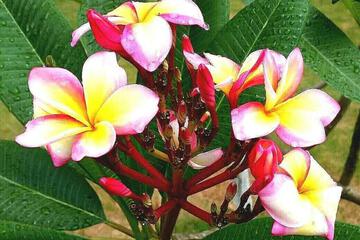 Photo 46