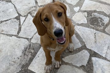 Pet-friendly