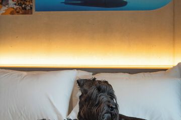 Pet-friendly