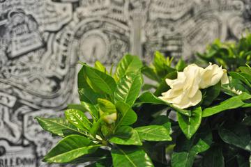 Photo 42