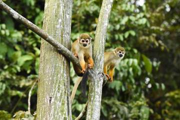 Game viewing