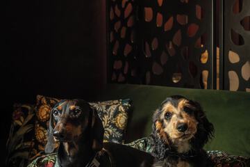 Pet-friendly