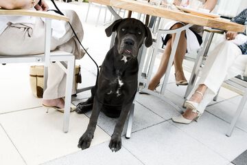 Pet-friendly
