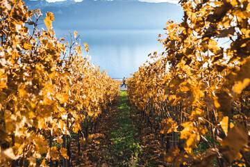 Vineyard