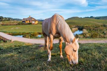 Horseback riding