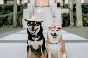 Pet-friendly