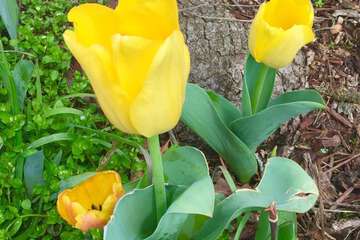 Property Grounds 55 of 61