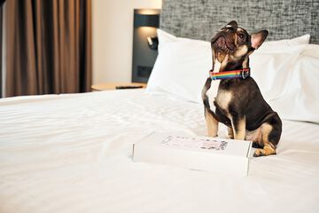 Pet-friendly