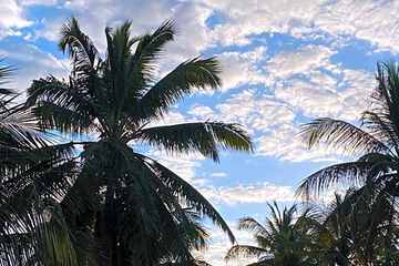 Photo 44