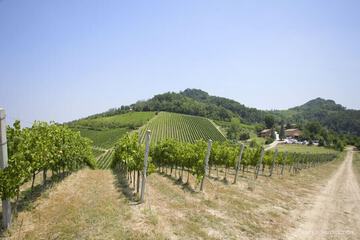 Vineyard