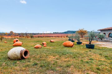 Vineyard