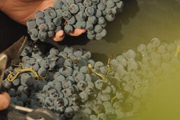 Vineyard