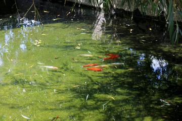 Photo 34