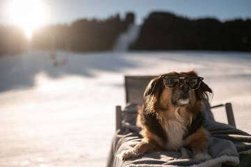 Pet-friendly