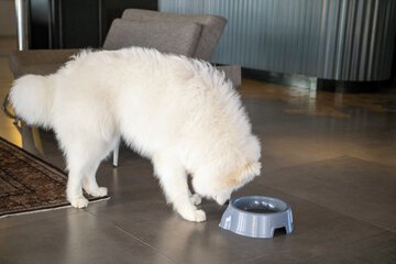 Pet-friendly