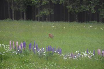Photo 32