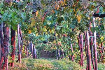 Vineyard