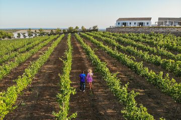 Vineyard