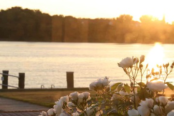 Dock