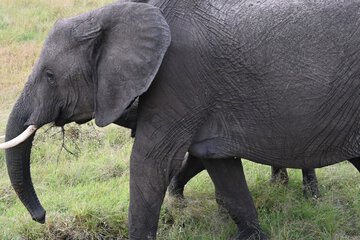 Game viewing
