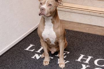 Pet-friendly amenities