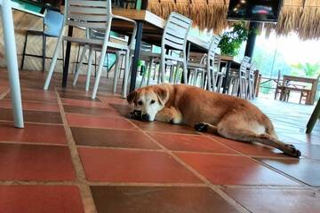 Pet-friendly amenities