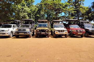 Safari