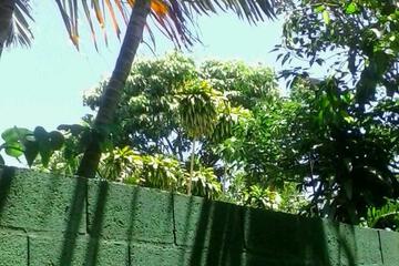 Photo 86