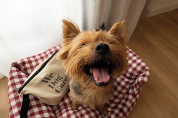 Pet-friendly