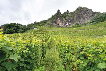 Vineyard