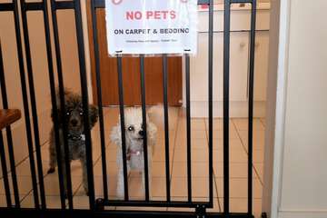 Pet-friendly