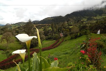Mountain view