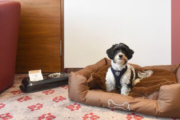 Pet-friendly