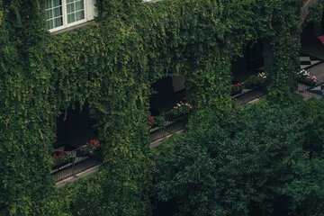 Garden view