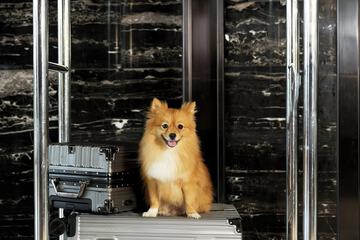 Pet-friendly