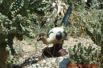 Photo 46