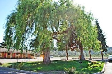 BBQ or Picnic Area