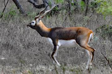 Game viewing