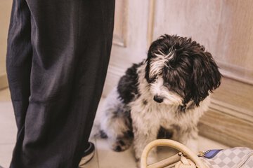 Pet-friendly