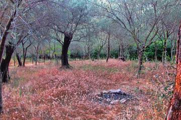 Vineyard