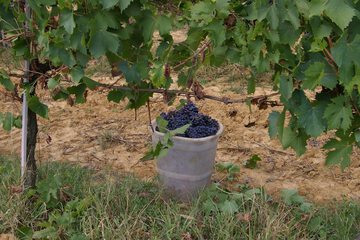 Winery