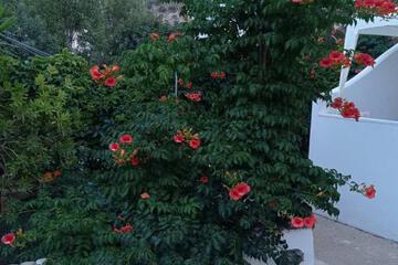 Photo 66