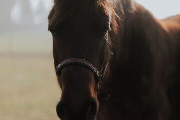 Horseback riding
