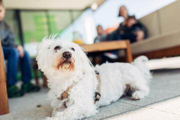 Pet-friendly
