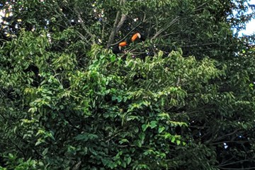 Game viewing