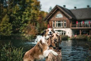 Pet-friendly